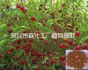 植物提取物-純天然郁李仁提取物 -植物提取物盡在阿里巴巴-深圳市寶安區沙井偉森化.